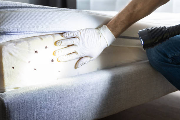 Best Bed Bug Extermination  in Avon, PA