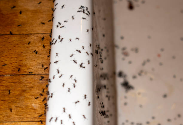 Best Insect Control  in Avon, PA
