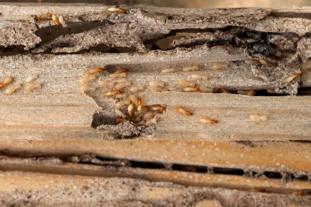 Best Pest Control Near Me in Avon, PA